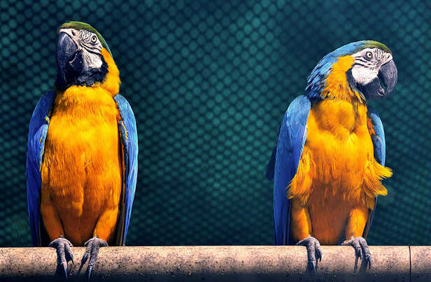 Parrots are considered good companions  (Image Source : Pixabay)