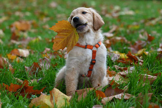 Golden Retrievers are known for their calm and balanced demeanor ( Image Source : Pixabay)