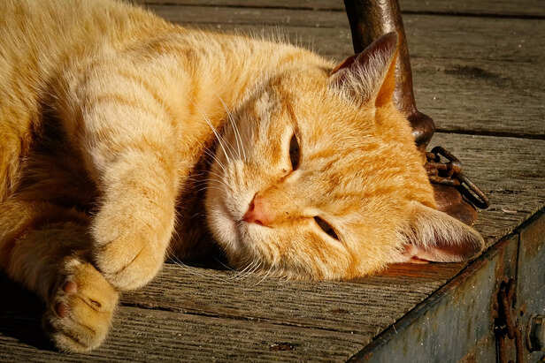 They tend to pick up bad behaviours when bored ( Image Source : Freepik)