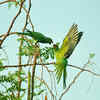 Parrot