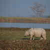 one horn rhino