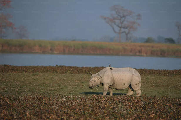 one horn rhino