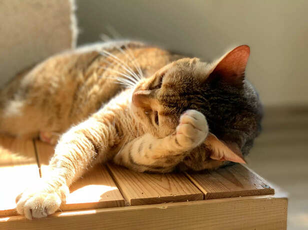 Image Source : Pexels