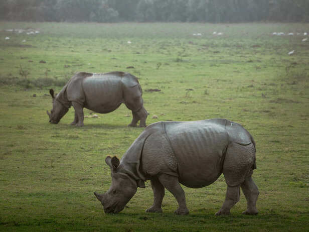 Kaziranga National Park-Known for One Horned Rhinoceros