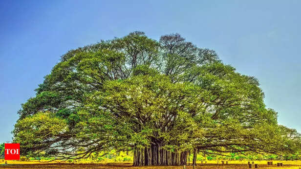 Peepal