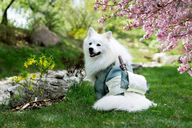 Samoyed