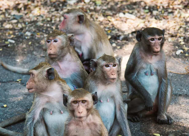 Group of Monkeys