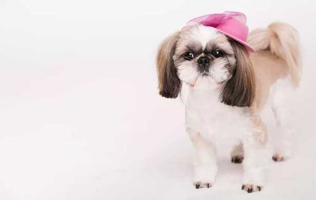 Shih Tzu