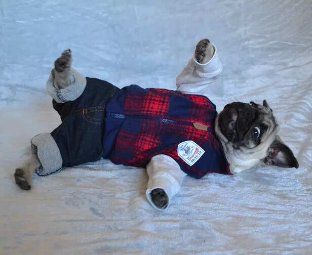 Pup rolling in dream