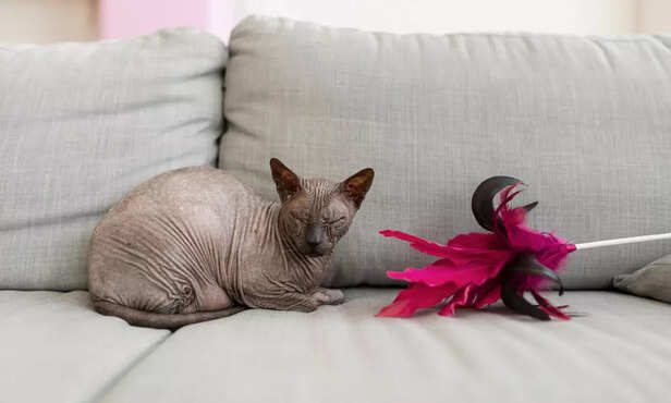 Sphynx Cat