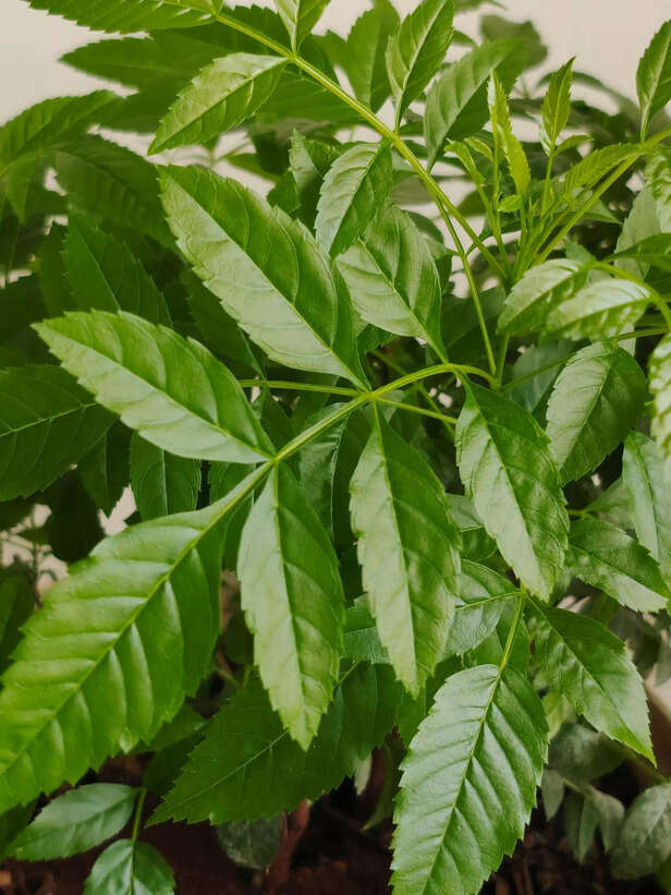 neem leaves