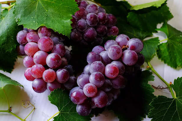Grapes &amp; Raisins