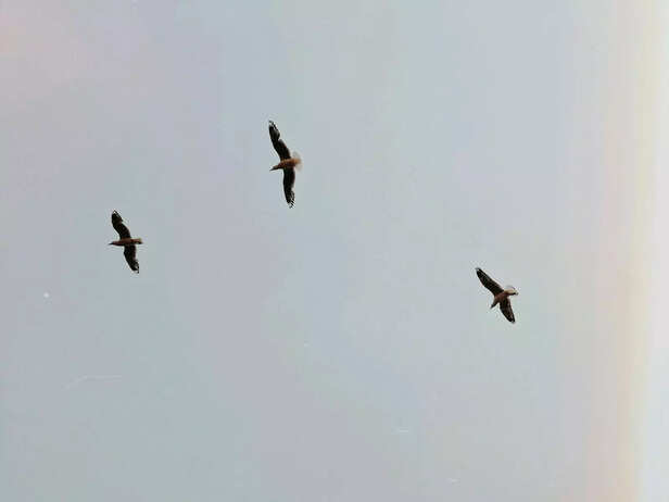 Birds flying