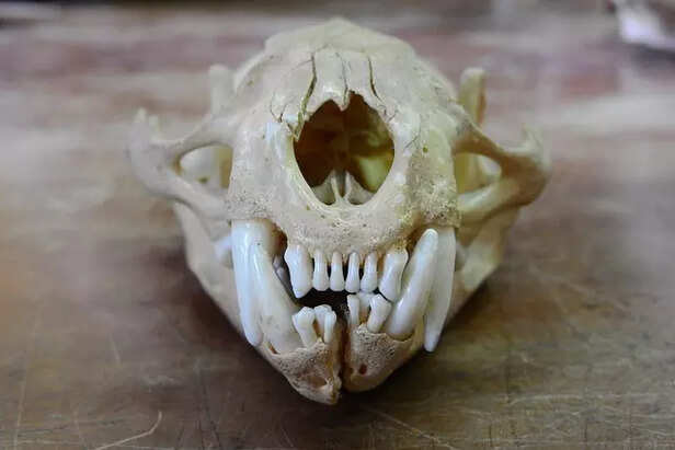 skull with overlapping teeth