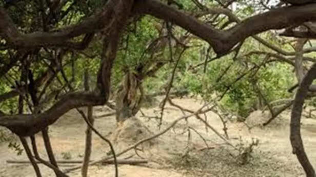 secrests of nidhivan