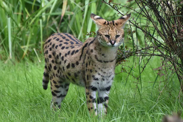 Serval Cat