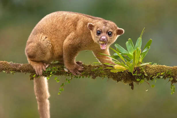 kinkajou
