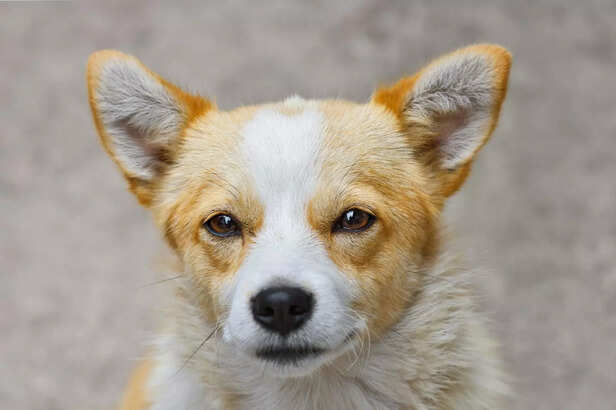 Waiting for a Command