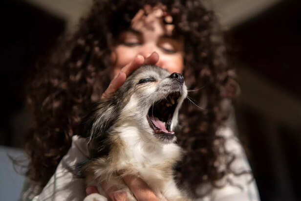 How to Stop Your Dog from Barking