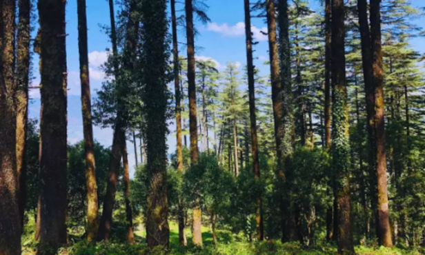 Dhanaulti, Uttarakhand