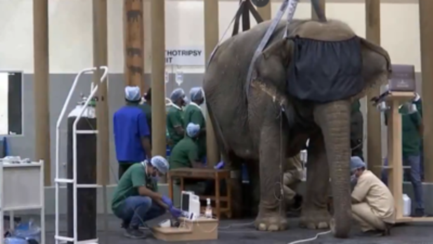 Treatment of an Elephant at Vantara