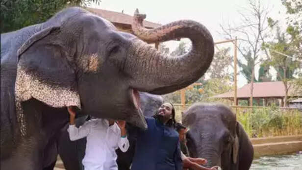 Anant Ambani with elephants.