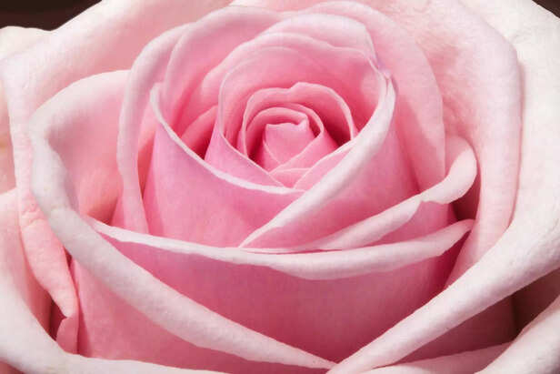 Pink Rose