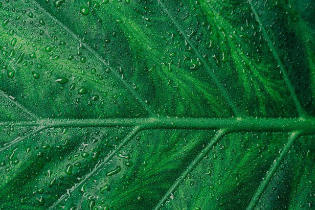 Leaf Close up