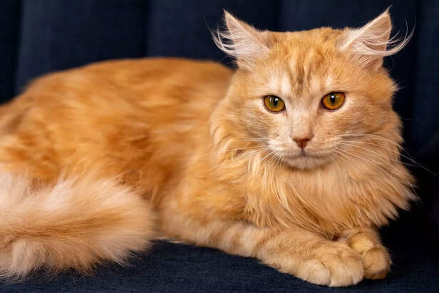 maine coon