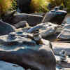 Sahasralinga rock carvings