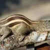 Indian palm Squirrel.