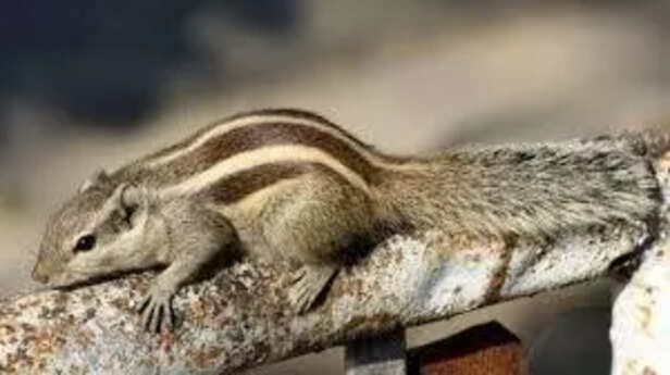 Indian palm Squirrel.