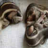 Baby Squirrels.
