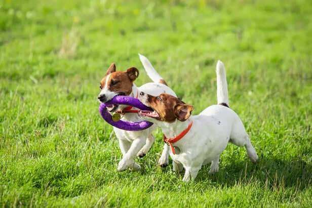 Dogs Playing