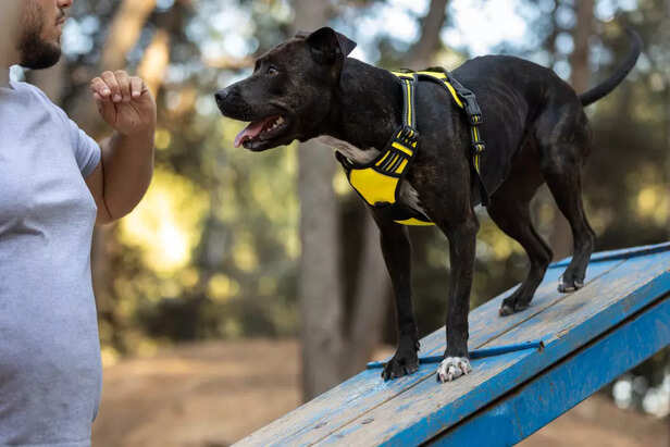 A Dog standing on a wooden board