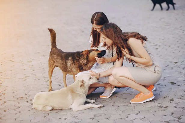 Girls meeting dogs
