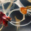 The culprit_ Algae