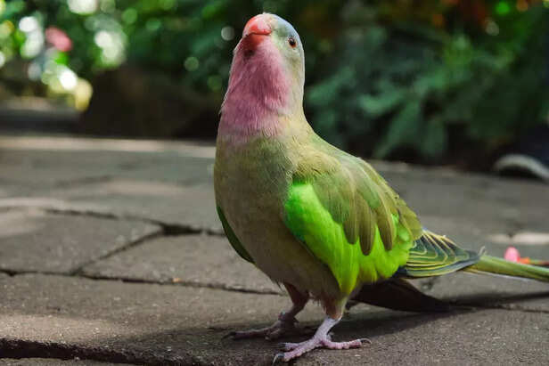 Bourke's Parakeet (Neopsephotus bourkii)