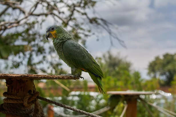 Senegal Parrot (Poicephalus senegalus)