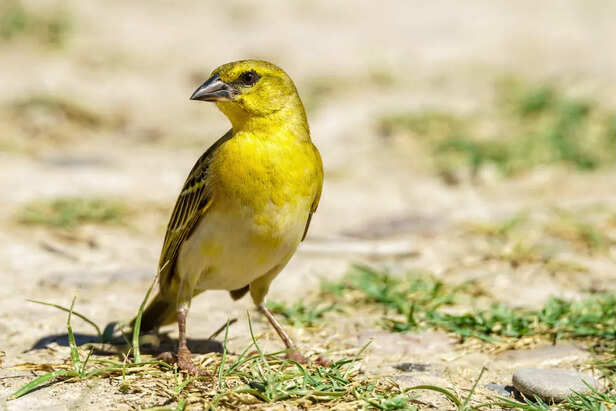 Canary (Serinus canaria)
