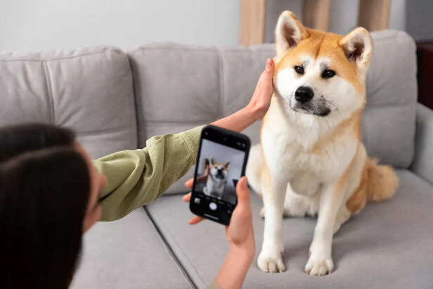 The Rise of Smart Pet Health Monitoring