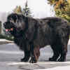 The Million-Dollar Dog: