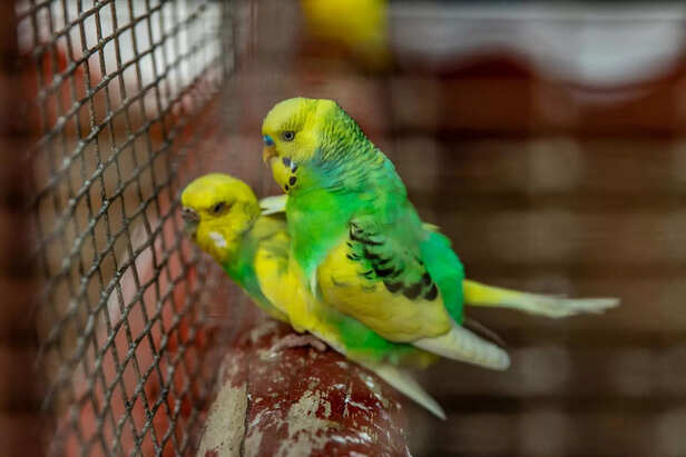 Budgies (Parakeets)