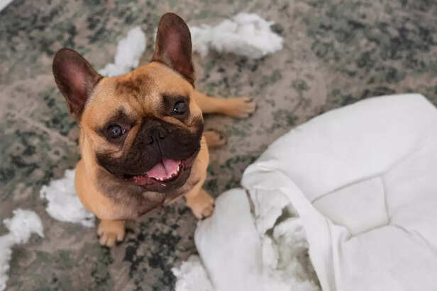 Causes of Dog Overstimulation