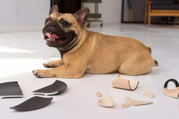 How to Calm an Overstimulated Dog