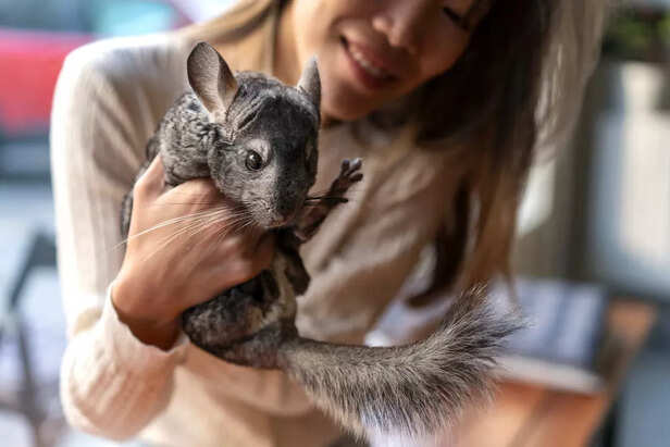 Who Should Get a Chinchilla?
