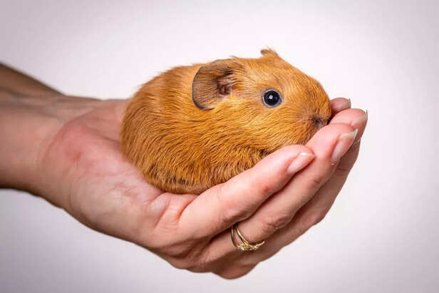 Who Should Get a Guinea Pig_