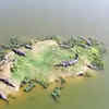 Crocodiles in Pond