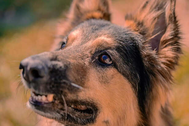 German Shepherds
