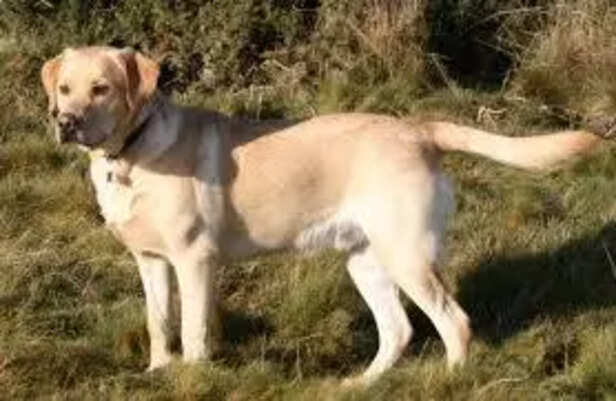 Labrador Retrievers